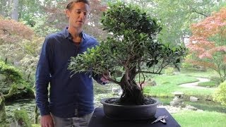 Bonsai Ficus [upl. by Gerhardine]