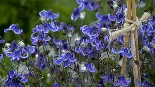 Bush Clematis Production Tips  Walters Gardens [upl. by Irtimid]