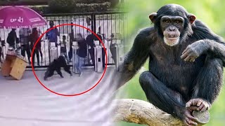 Chimpanzee Escapes Zoo Enclosure Attacks Zookeeper [upl. by Solrak594]