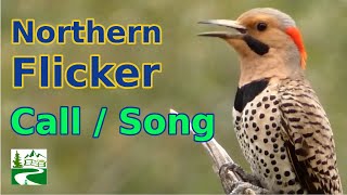 Northern flicker call  song  sounds  Woodpecker Bird [upl. by Zacherie]