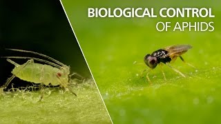 Biological control of aphids  Aphelinus abdominalis [upl. by Enened]