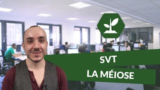 La méiose  SVT  TS  digiSchool [upl. by Asatan]