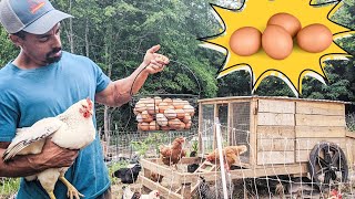 HOW to raise CHICKENS for eggs [upl. by Rem]