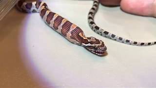 Feeding a baby corn snake [upl. by Retsim]