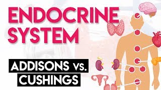 Addisons vs Cushings  Endocrine System Part 2 [upl. by Ahsirek527]