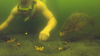 Compilation of carp getting hooked underwater [upl. by Micky]