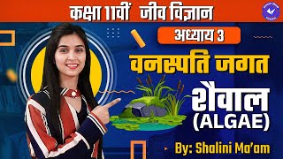 शैवाल Algae L 1  वनस्पति जगत  Class 11th Biology Chapter 3 by Shalini Maam  Hindi Medium [upl. by Allista]