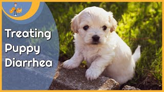 Treating Puppy Diarrhea at Home and when to worry [upl. by Rea]