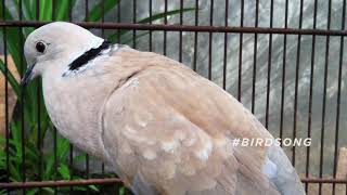 Ring necked Dove Call  Bird Sounds [upl. by Aimej]