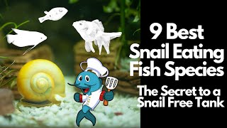 9 Best Snail Eating Fish 🐡 [upl. by Otcefrep]