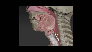 Meet the lungs  Respiratory system physiology  NCLEXRN  Khan Academy [upl. by Kirkwood410]