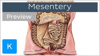 Mesentery organ and functions preview  Human Anatomy  Kenhub [upl. by Adnawed107]