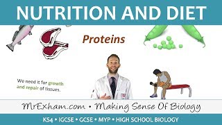 Nutrition and Diet  GCSE Biology 91 [upl. by Dehsar948]