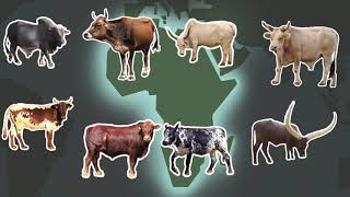 Africas unique genetic resources  cattle [upl. by Enelrad]