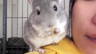 Chinchilla Shoulder Trick [upl. by Ethel523]