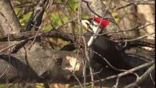 Pileated Woodpecker Call [upl. by Nivle]