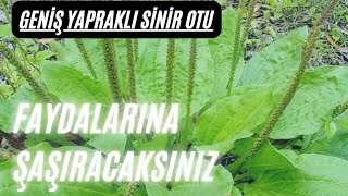 Sinir otu Sinir otunun faydaları Plantago major Sinir otu nasıl kullanılır Sinirli ot Damar otu [upl. by Kristian857]