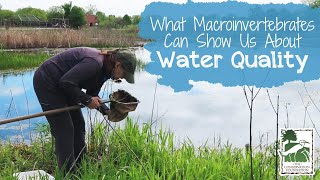 What Macroinvertebrates Can Show Us About Water Quality [upl. by Faythe]