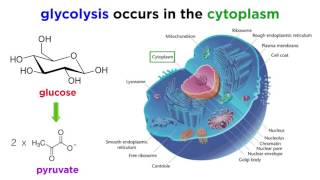 Cellular Respiration Part 1 Glycolysis [upl. by Aisaim]