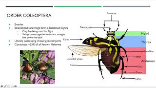 Insect Identification Webinar [upl. by Yrrol]