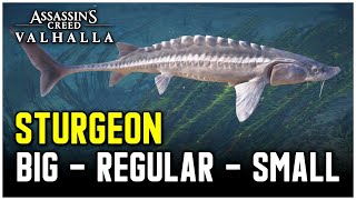 Assassins Creed Valhalla  Sturgeon Fish Locations Big  Regular  Small [upl. by Garin]