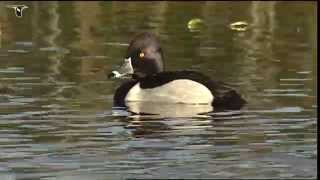 Male Ringnecked Duck with females [upl. by Muffin]