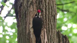 Pileated Woodpecker Nesting Season A Mother Nature Production [upl. by Barton]