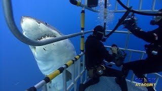 Great White Sharks  SHARK ACADEMY [upl. by Domenech]