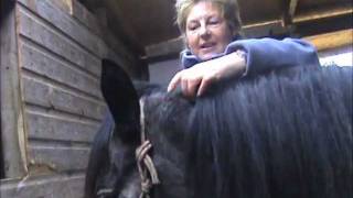 How To Trim A Bridlepath On Your Horses Mane Jacqui Wild [upl. by Roselyn]