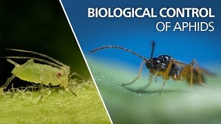 Biological control of aphids  Aphidius colemani [upl. by Allerie533]