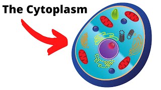 CytoplasmThe important fluid of the cell [upl. by Eerej378]