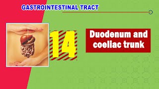 Duodenum  Introduction  Anatomy  Part 1 [upl. by Hayott355]