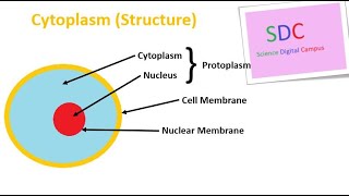 Cytoplasm Structure [upl. by Ragse]