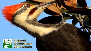 Pileated woodpecker call  sound [upl. by Monjan]