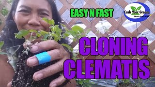 How to Propagate CLEMATIS [upl. by Hudgens]