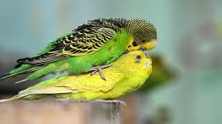 Budgies Parrots Mating  Birds Mating  Birds Love [upl. by Weisbart]