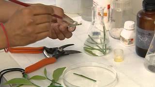 PLANT TISSUE CULTURE CSIR [upl. by Beatty]