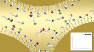 Ion pair chromatography [upl. by Man172]