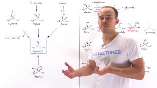 Metabolism of Amino Acids to Pyruvate [upl. by Llevron]