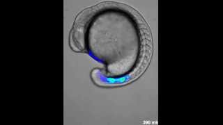 Genetic oscillation in zebrafish [upl. by Bina]