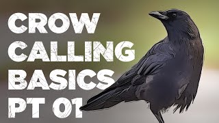 Crow Calling Basics [upl. by Benita]