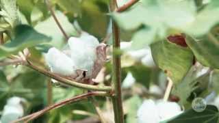 We asked CSIRO Cotton Seed Distributors [upl. by Downs]