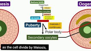 Oogenesis Animation [upl. by Justino980]