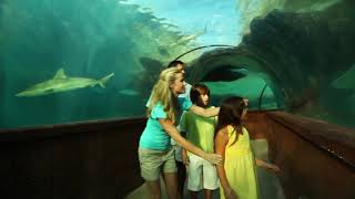 Discover Atlantis Marine Life Magic Nassau Bahamas [upl. by Ilaire]