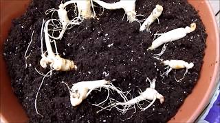 How to grow ginseng plants indoors Day 0 [upl. by Euton]