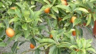 Mandarino cinese o kumquat rinvaso e concimazione [upl. by Caplan]