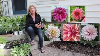 Planting dinnerplate dahlias  About me  The Impatient Gardener [upl. by Martynne338]