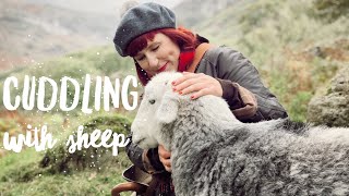 We cuddled with HERDWICK SHEEP IN THE LAKE DISTRICT  The Most BEAUTIFUL Thing Youll EVER See [upl. by Adila]