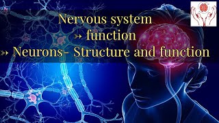 Bio Psychology Part 2 Nervous System Functions Neurons structure and function [upl. by Ellerol]