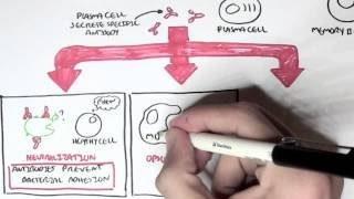 Immunology  Adaptive Immune System [upl. by Alfie]